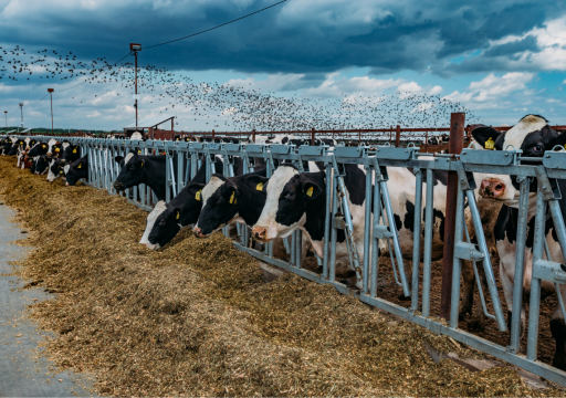 HPAI in Cattle_aerial view of birds in the sky and cattle on land