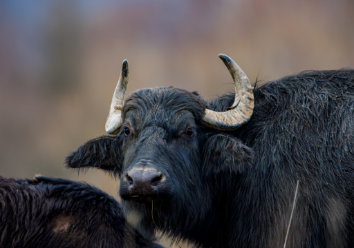 FMD outbreak in Germany_water buffalos