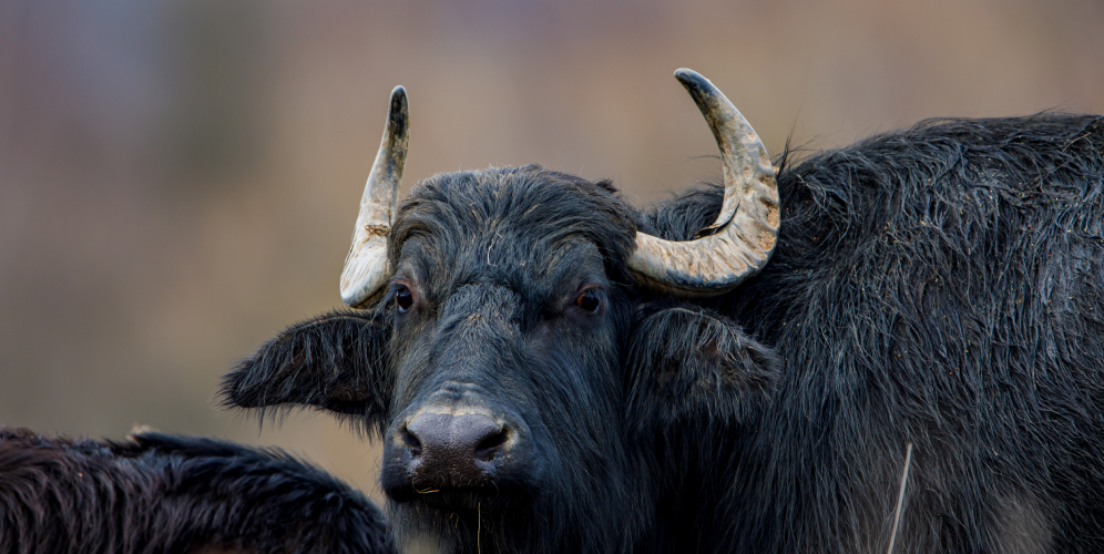 FMD outbreak in Germany_water buffalos