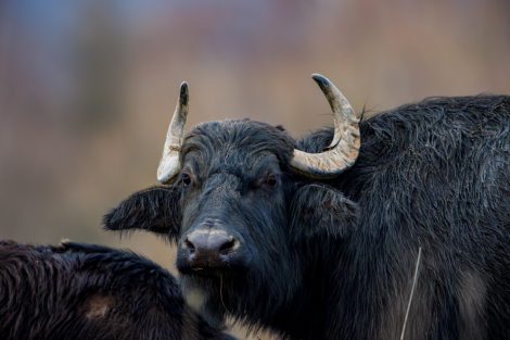 FMD outbreak in Germany_water buffalos