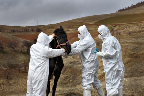 animal health scientists taking care of a horse_preparing against biothreats