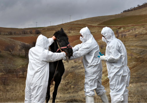 animal health scientists taking care of a horse_preparing against biothreats