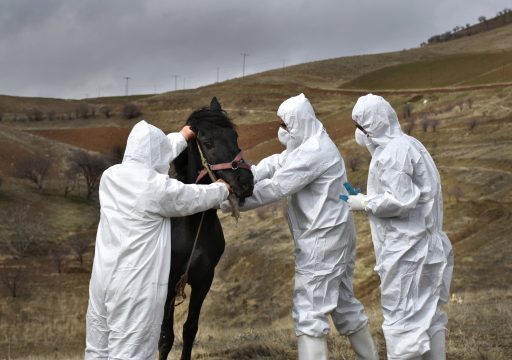 animal health scientists taking care of a horse_preparing against biothreats