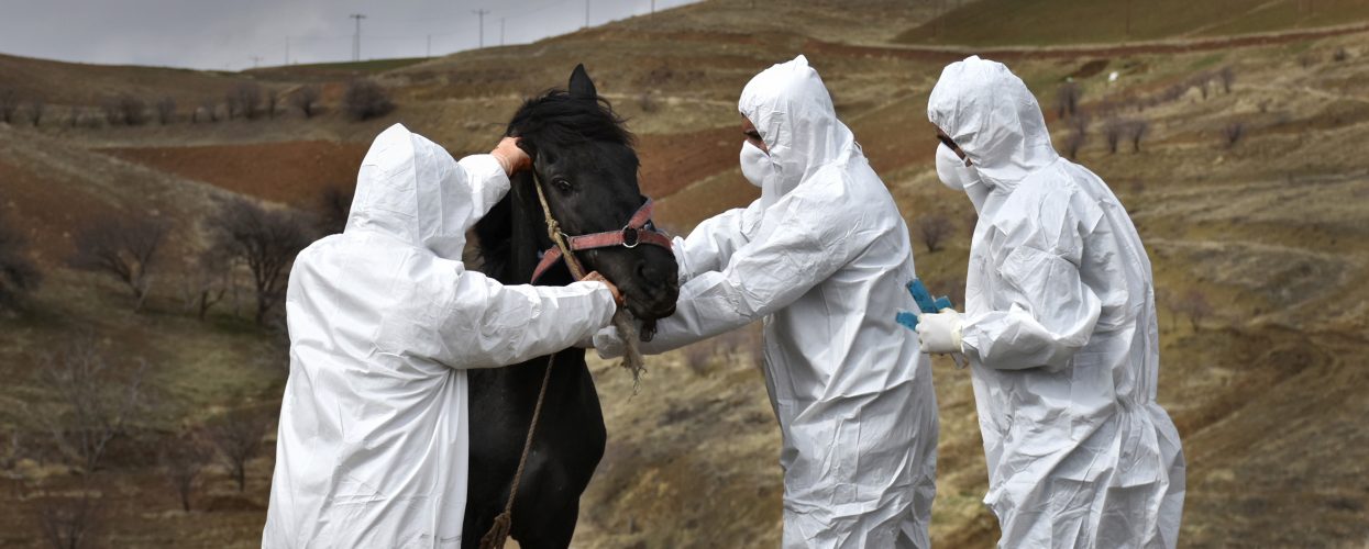 animal health scientists taking care of a horse_preparing against biothreats