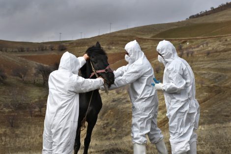 animal health scientists taking care of a horse_preparing against biothreats