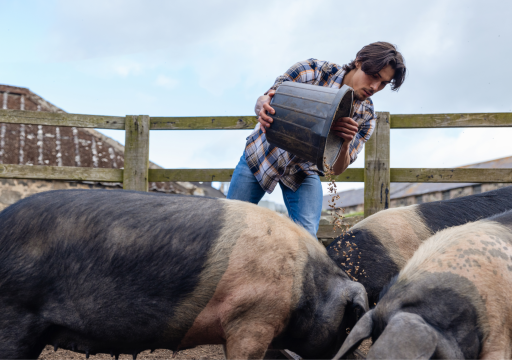 Biosecurity reduces antimicrobial use in New Caledonia_man feeding animals on a farm