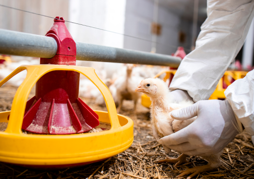 tackling-amr-indonesia_biosecurity farming_a chicken being handled by a bioscientist