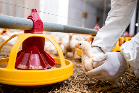 tackling-amr-indonesia_biosecurity farming_a chicken being handled by a bioscientist