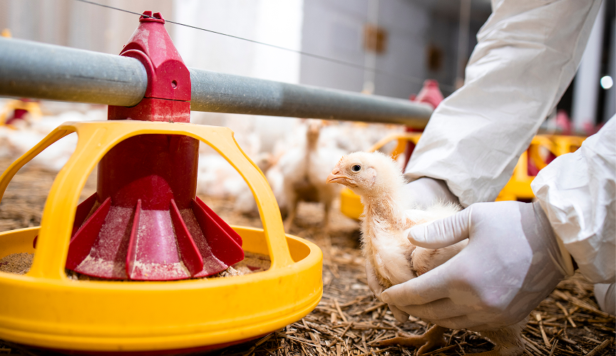 tackling-amr-indonesia_biosecurity farming_a chicken being handled by a bioscientist